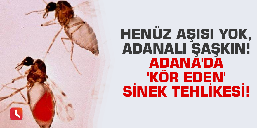 Henüz aşısı yok, Adanalı şaşkın! Adana'da 'kör eden' sinek tehlikesi!