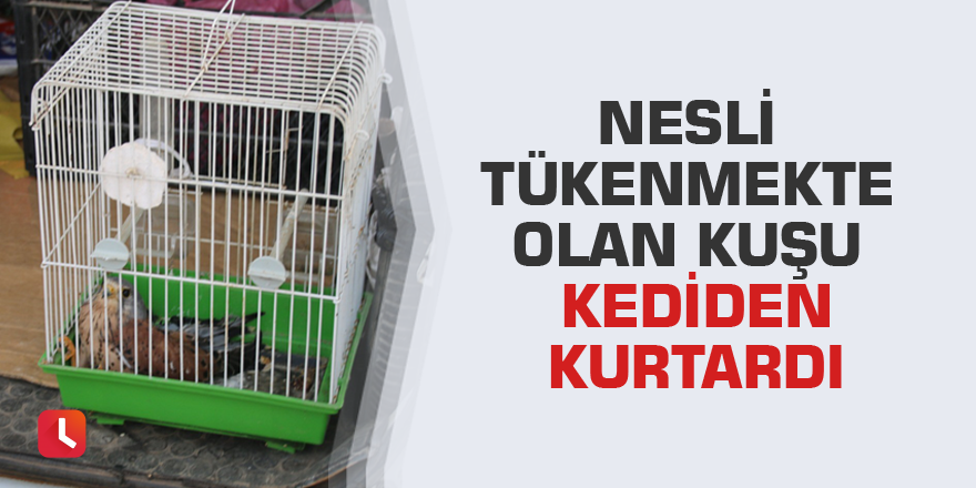 Nesli tükenmekte olan kuşu kediden kurtardı
