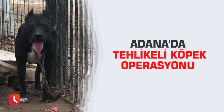 Adana'da tehlikeli köpek operasyonu