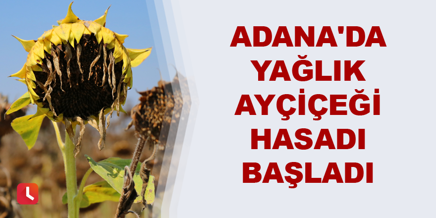 Adana'da yağlık ayçiçeği hasadı başladı