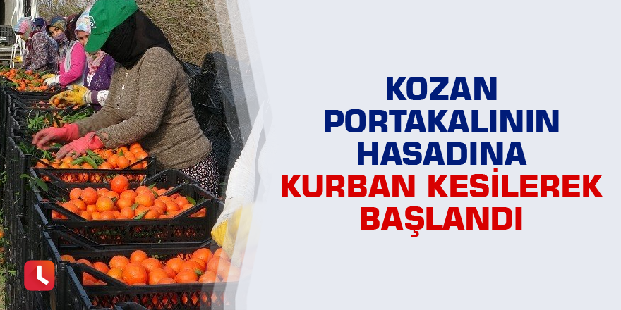 Kozan portakalının hasadına kurban kesilerek başlandı
