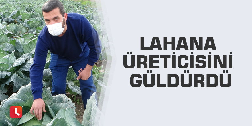 Lahana üreticisini güldürdü