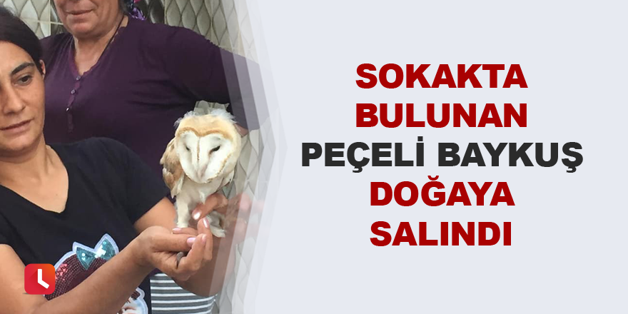 Sokakta bulunan peçeli baykuş doğaya salındı