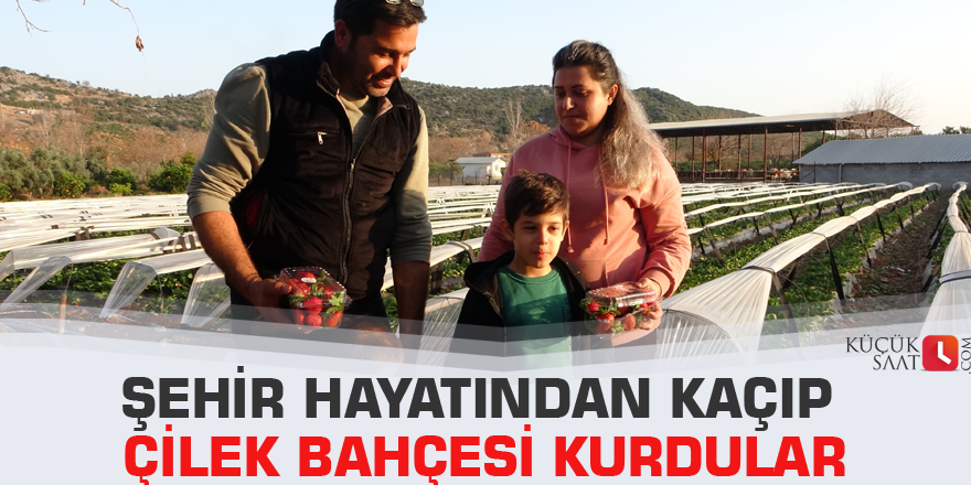 Şehir hayatından kaçıp çilek bahçesi kurdular