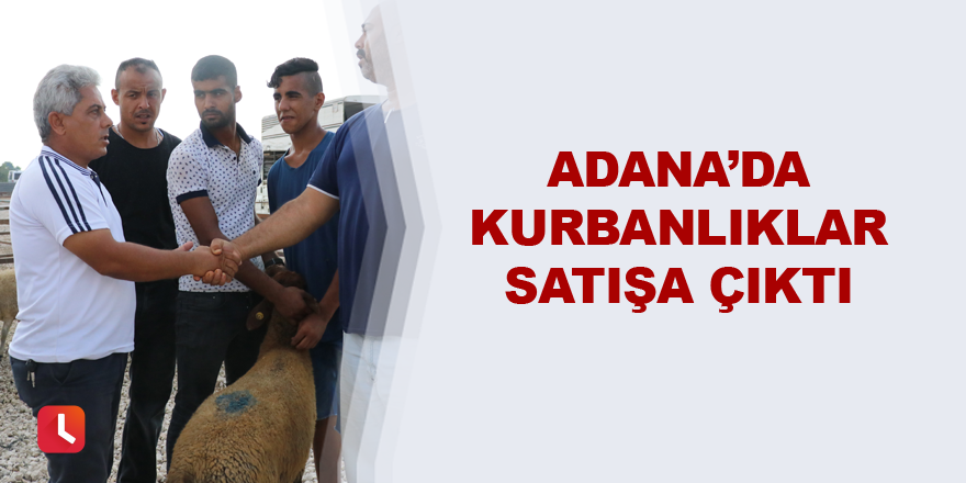 Adana’da kurbanlıklar satışa çıktı