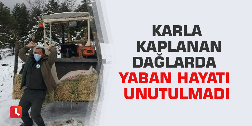 Karla kaplanan dağlarda yaban hayatı unutulmadı