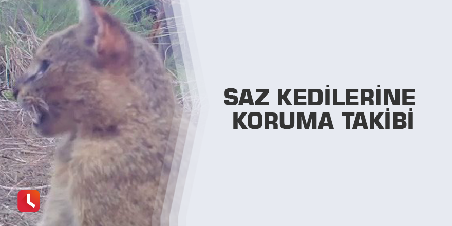 Saz kedilerine koruma takibi