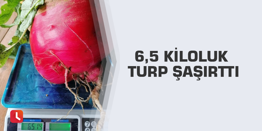 6,5 kiloluk turp şaşırttı