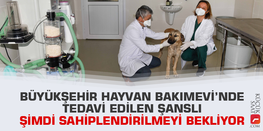 Büyükşehir Hayvan Bakımevi’nde tedavi edilen Şanslı şimdi sahiplendirilmeyi bekliyor