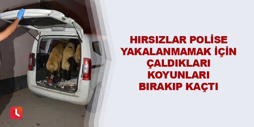 Hırsızlar polise yakalanmamak için çaldıkları koyunları bırakıp kaçtı