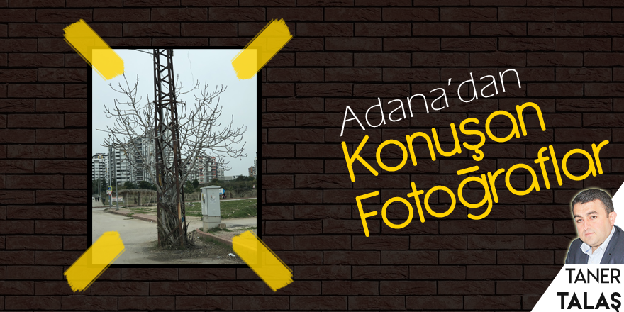 Günün fotoğrafı Gürselpaşa'dan