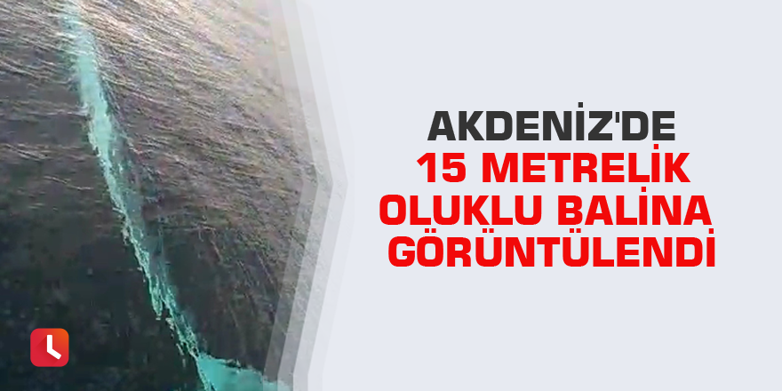 Akdeniz'de 15 metrelik oluklu balina görüntülendi