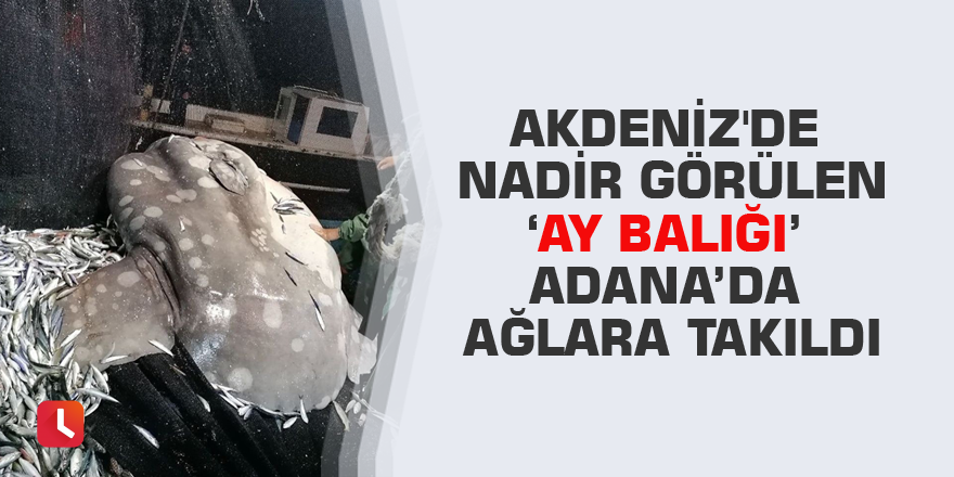 Akdeniz'de nadir görülen ‘ay balığı’ Adana’da ağlara takıldı