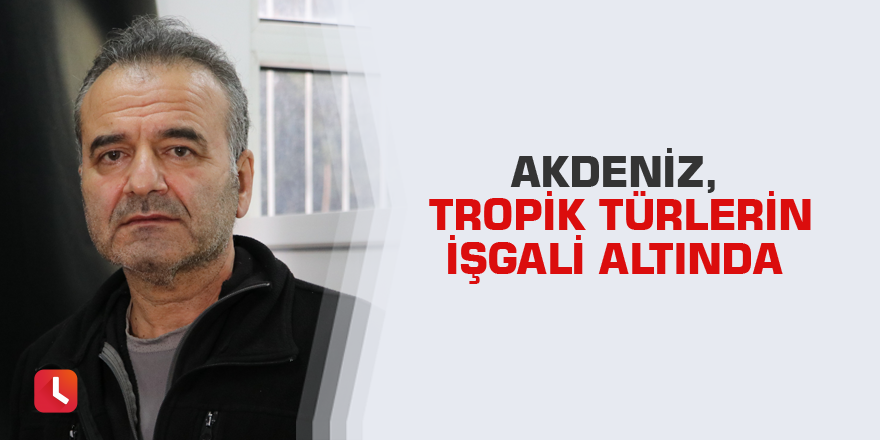 Akdeniz, tropik türlerin işgali altında