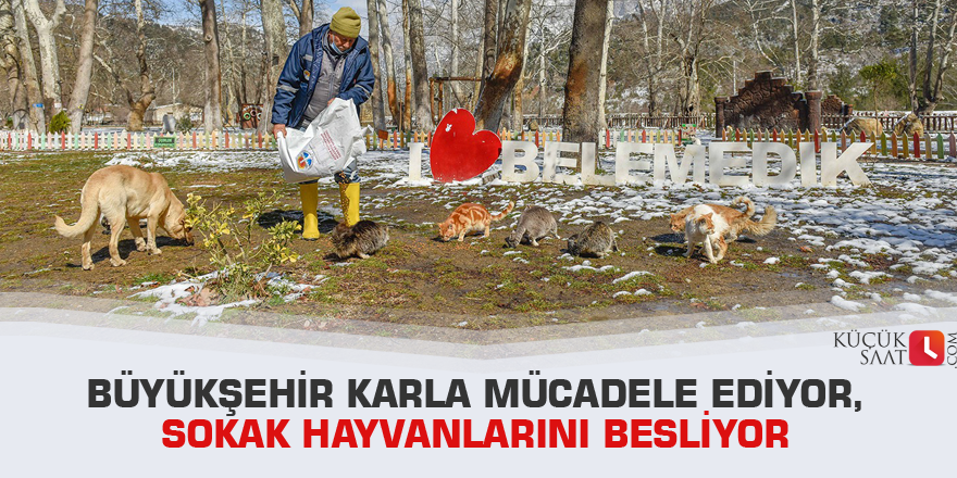 Büyükşehir karla mücadele ediyor, sokak hayvanlarını besliyor