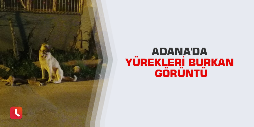 Adana'da yürekleri burkan görüntü