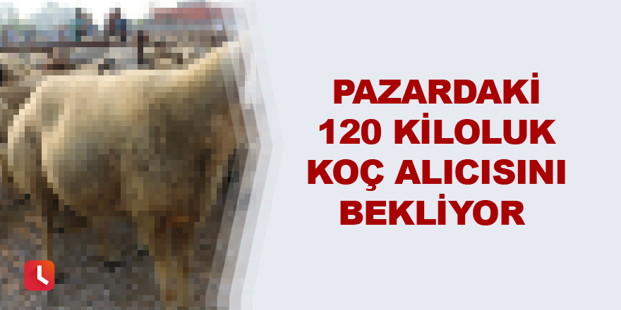 Pazardaki 120 kiloluk koç alıcısını bekliyor