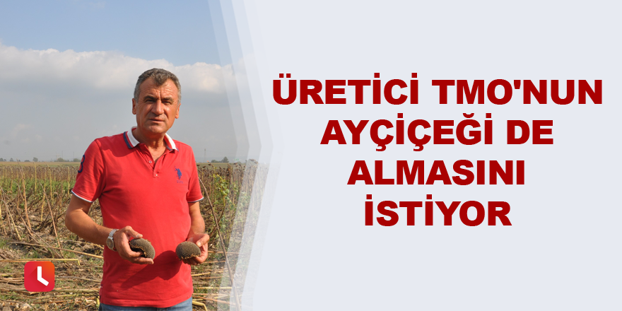 Üretici TMO'nun ayçiçeği de almasını istiyor