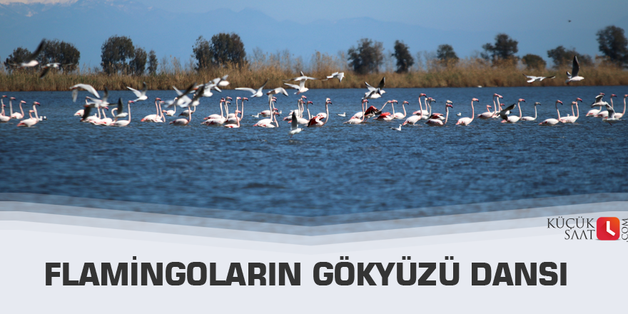 Flamingoların gökyüzü dansı