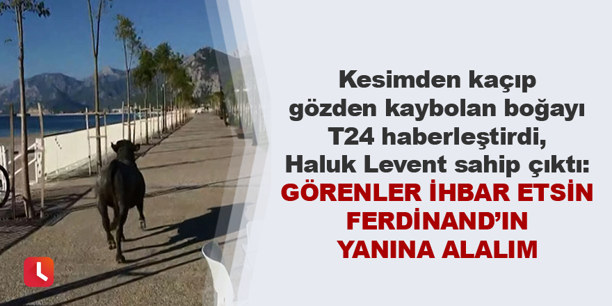 Kesimden kaçıp gözden kaybolan boğayı T24 haberleştirdi, Haluk Levent sahip çıktı: Görenler ihbar etsin Ferdinand’ın yanına alalım