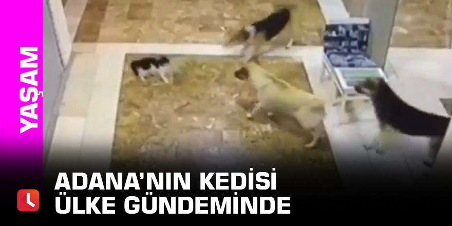 Adana’nın kedisi ülke gündeminde