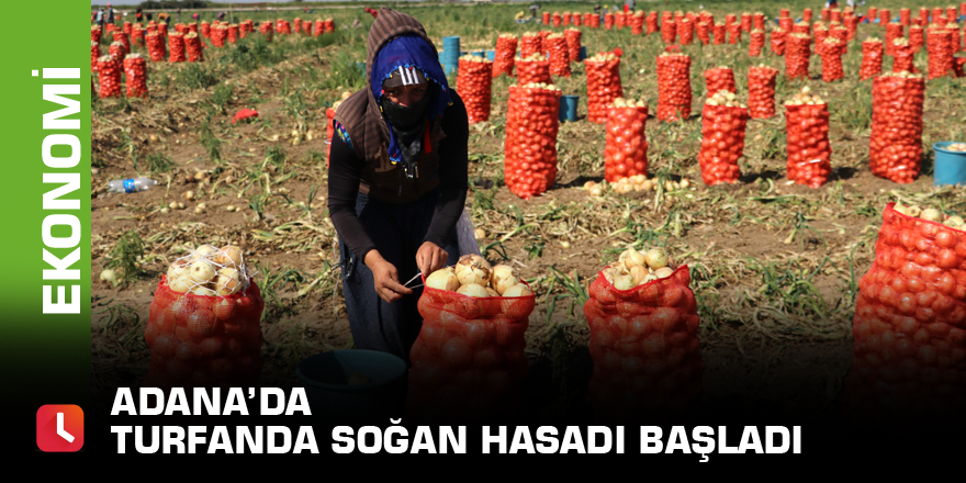 Adana’da turfanda soğan hasadı başladı