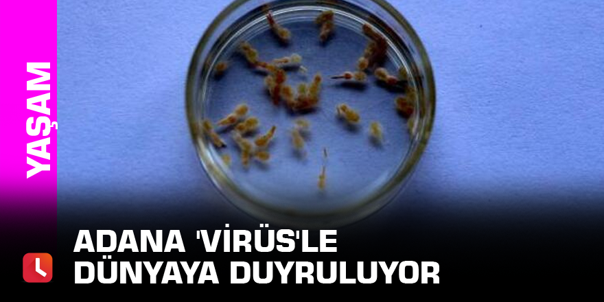 Adana 'virüs'le dünyaya duyruluyor