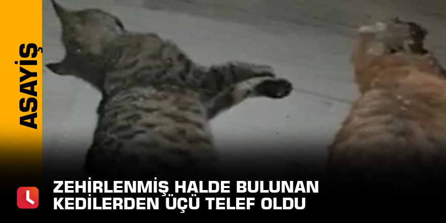 Zehirlenmiş halde bulunan kedilerden üçü telef oldu