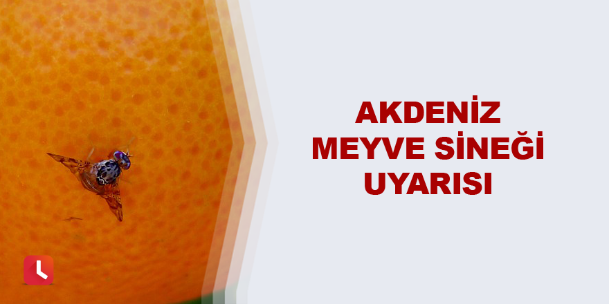 Akdeniz meyve sineği uyarısı