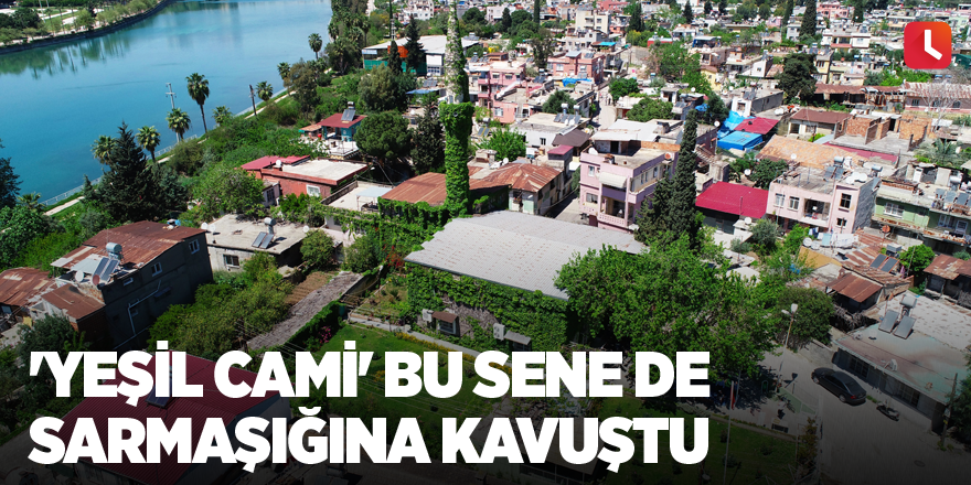 'Yeşil Cami' bu sene de sarmaşığına kavuştu