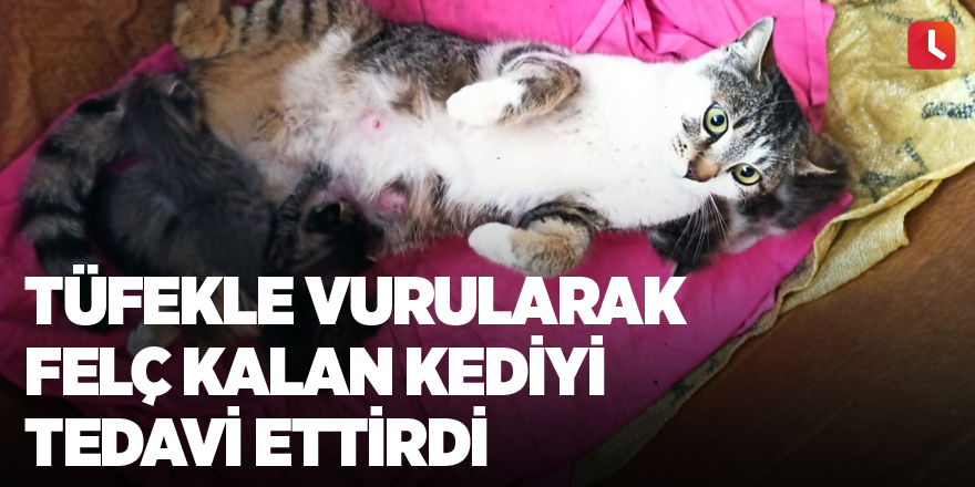 Tüfekle vurularak felç kalan kediyi tedavi ettirdi