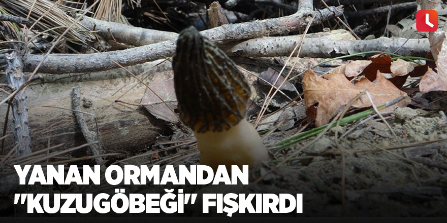 Yanan ormandan "kuzugöbeği" fışkırdı