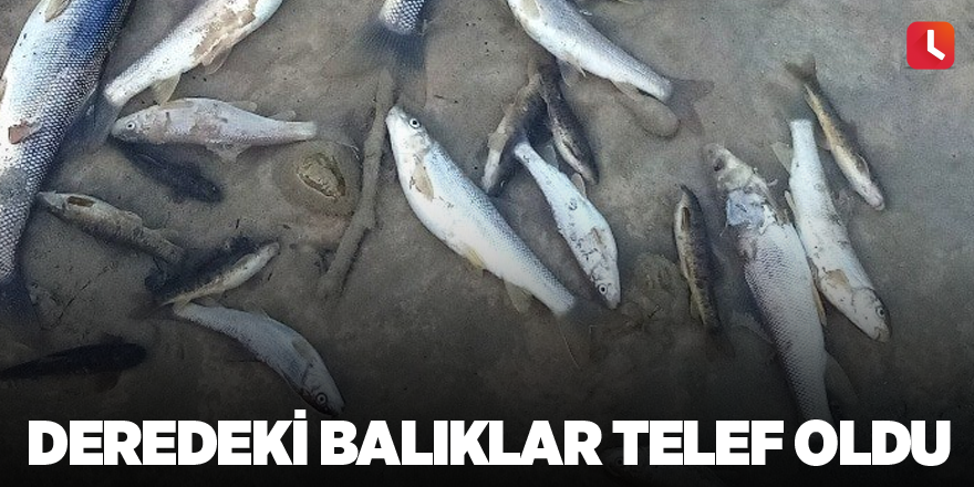 Deredeki balıklar telef oldu