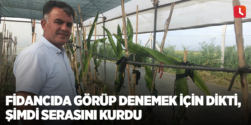 Fidancıda görüp denemek için dikti, şimdi serasını kurdu