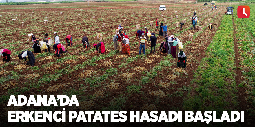 Adana’da erkenci patates hasadı başladı
