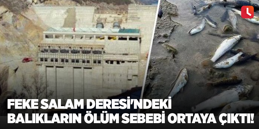 Feke Salam Deresi'ndeki balıkların ölüm sebebi ortaya çıktı!
