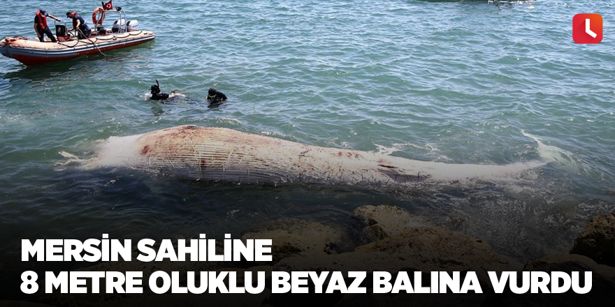 Mersin sahiline 8 metre oluklu beyaz balina vurdu