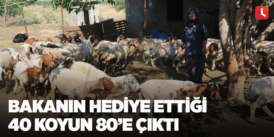 Bakanın hediye ettiği 40 koyun 80’e çıktı