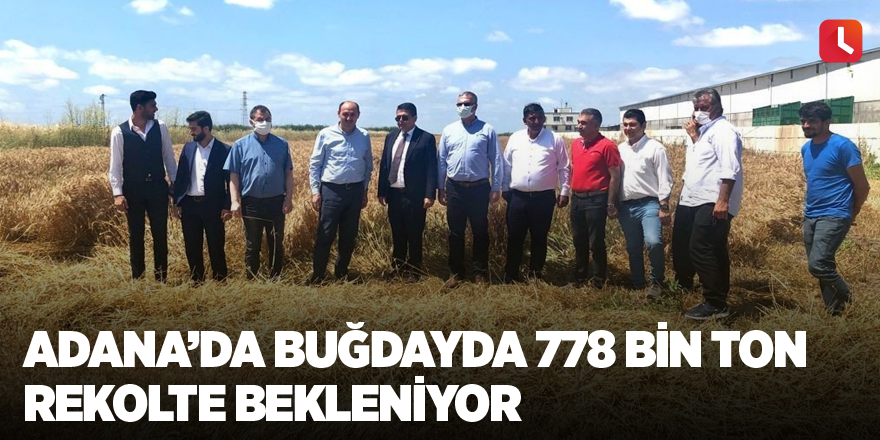 Adana’da buğdayda 778 bin ton rekolte bekleniyor
