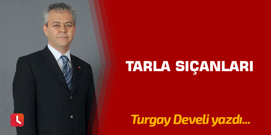 Tarla Sıçanları