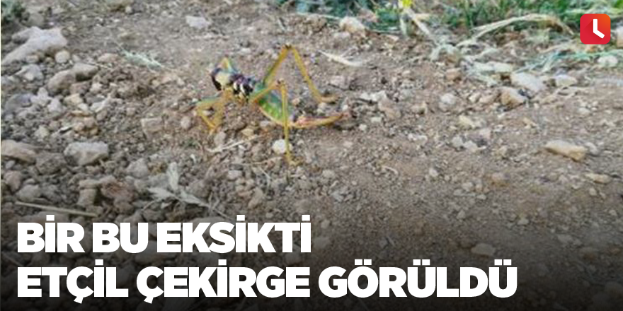 Bir bu eksikti Etçil çekirge görüldü