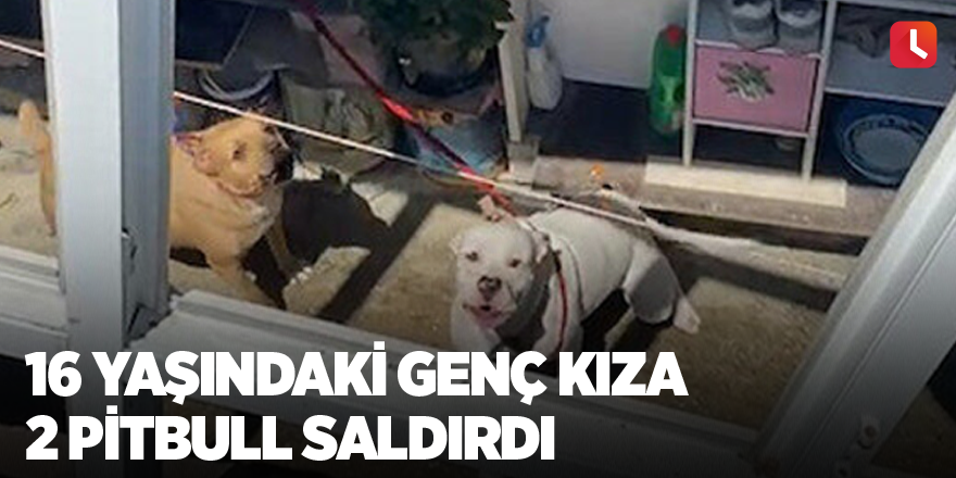 16 yaşındaki genç kıza 2 pitbull saldırdı