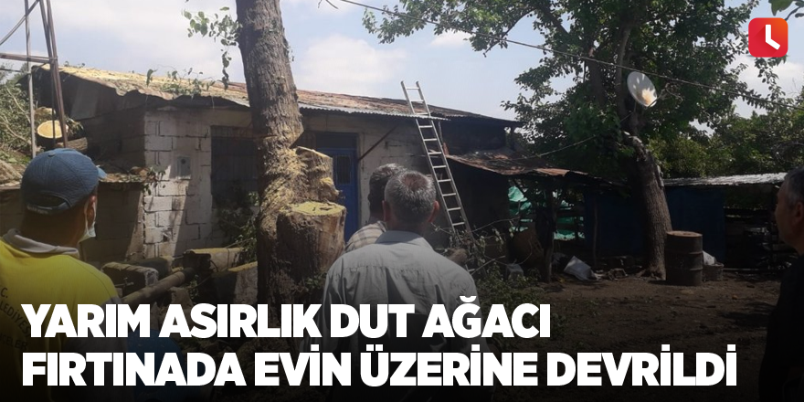 Yarım asırlık dut ağacı fırtınada evin üzerine devrildi