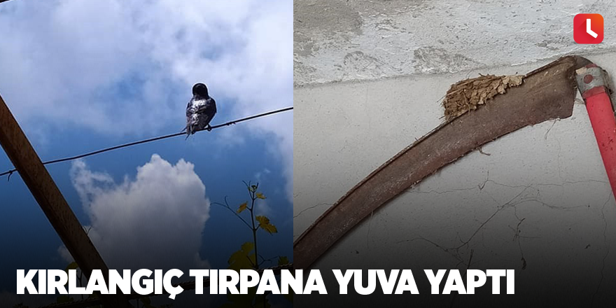 Kırlangıç tırpana yuva yaptı