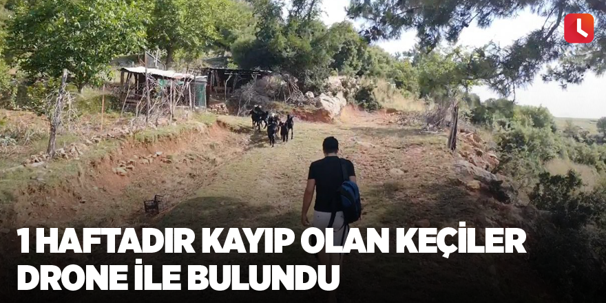 1 haftadır kayıp olan keçiler drone ile bulundu