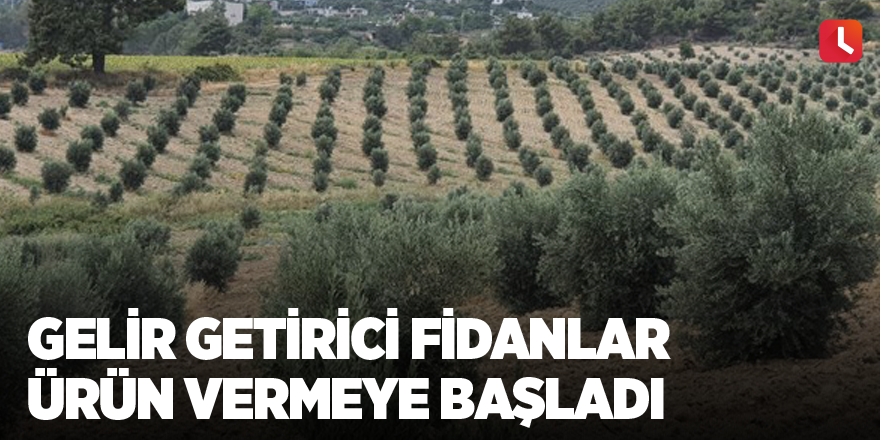 Gelir getirici fidanlar ürün vermeye başladı