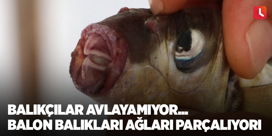 Balıkçılar avlayamıyor... Balon balıkları ağları parçalıyor