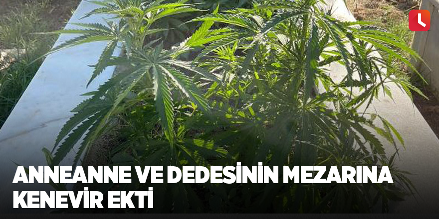 Anneanne ve dedesinin mezarına kenevir ekti
