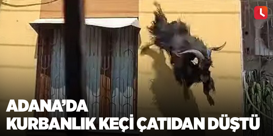 Adana’da kurbanlık keçi çatıdan düştü