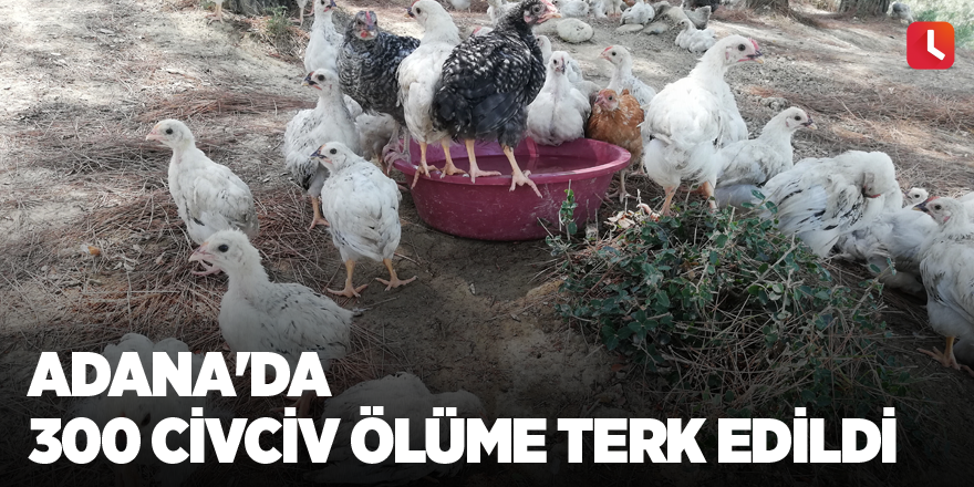 Adana'da 300 civciv ölüme terk edildi